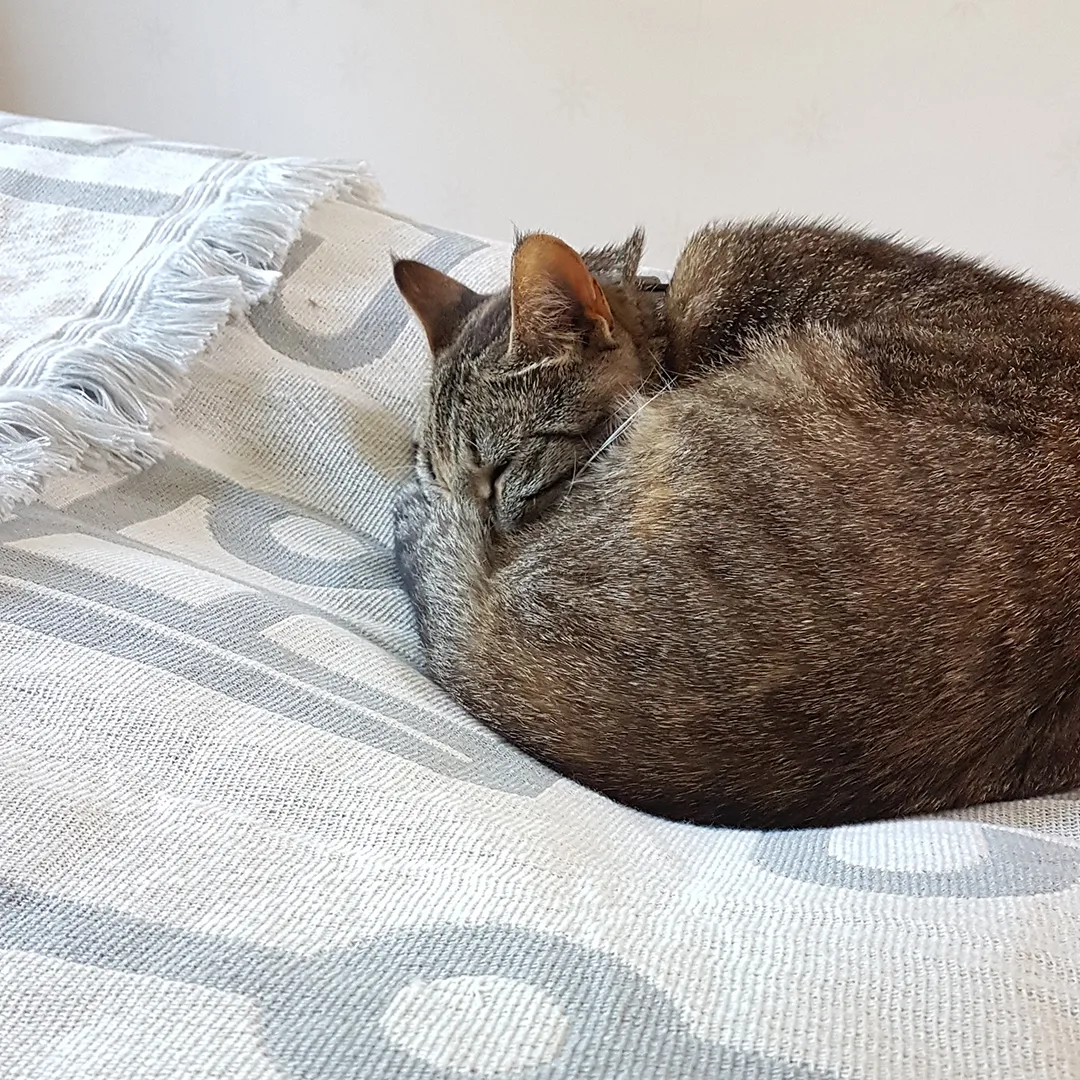 pufz-filt-husvagn-med-katt.webp