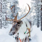 pufz-grytunderlagg-ren-svart-med-samiskt-tryck.webp